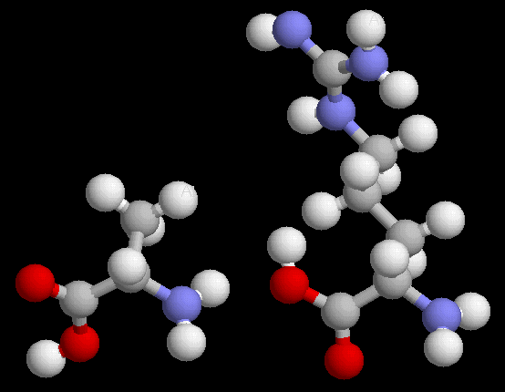 Roles des acides aminés dans la construction du muscle